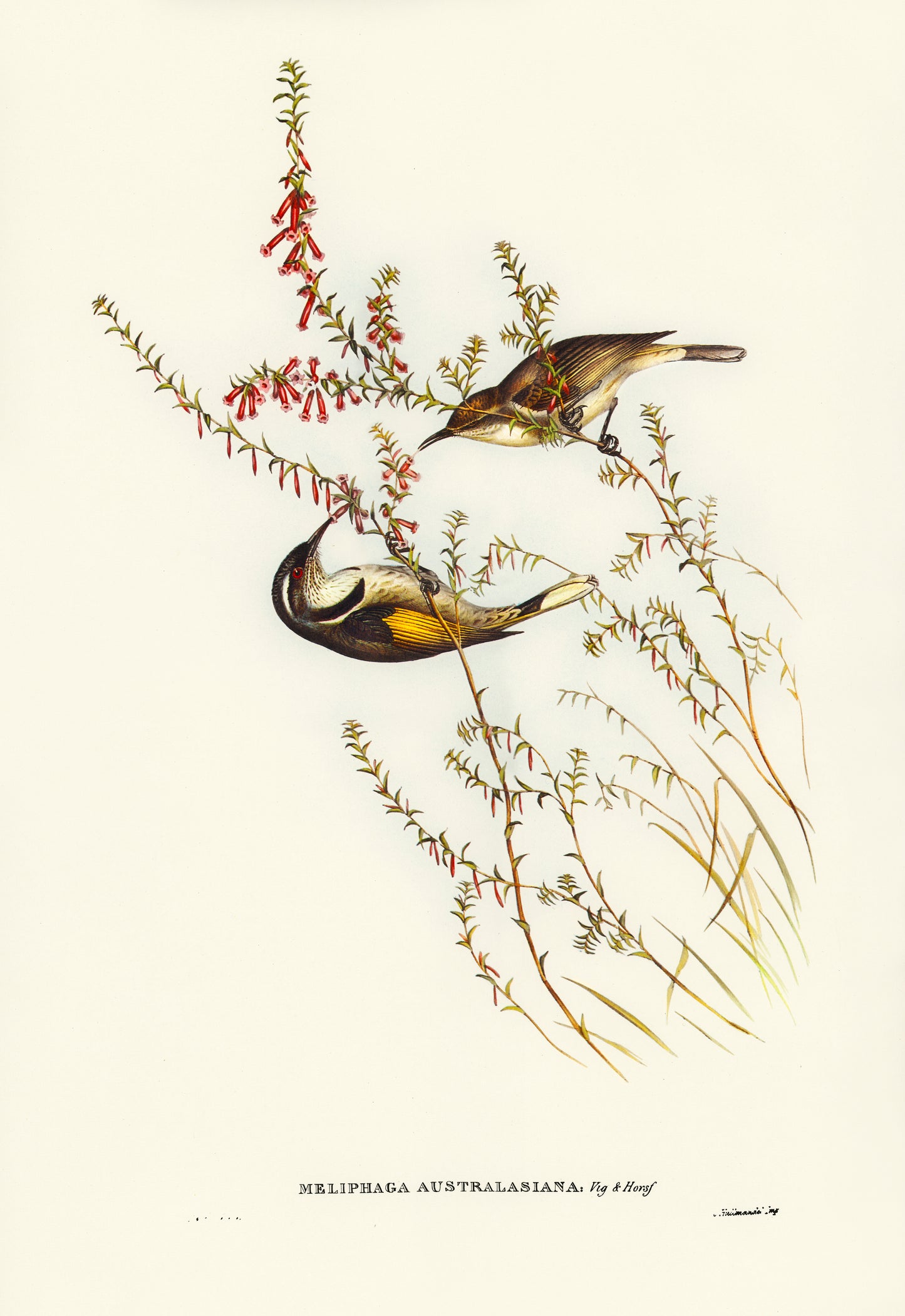 Vintage Botanical Bird Illustration — Tasmanian Honey Eater Print by Elizabeth Gould