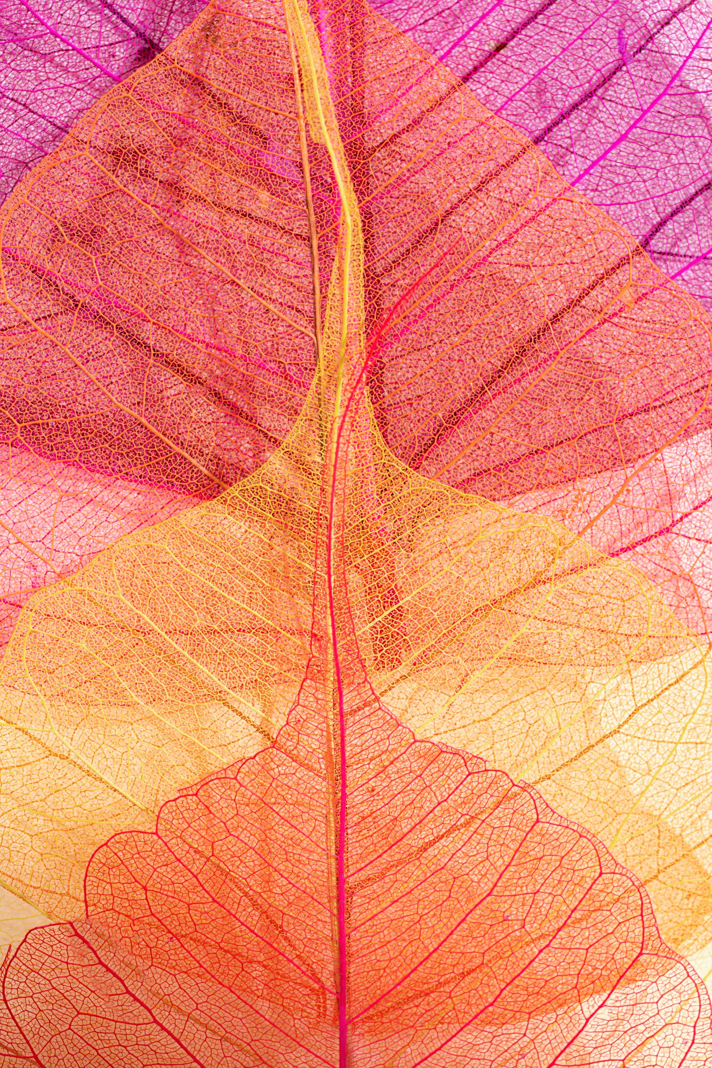 Close-Up Colorful Leaf Abstract Wall Art Print — Nature Inspired Botanical Decor"
