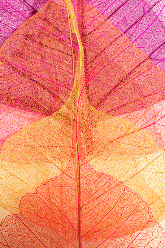 Close-Up Colorful Leaf Abstract Wall Art Print — Nature Inspired Botanical Decor"