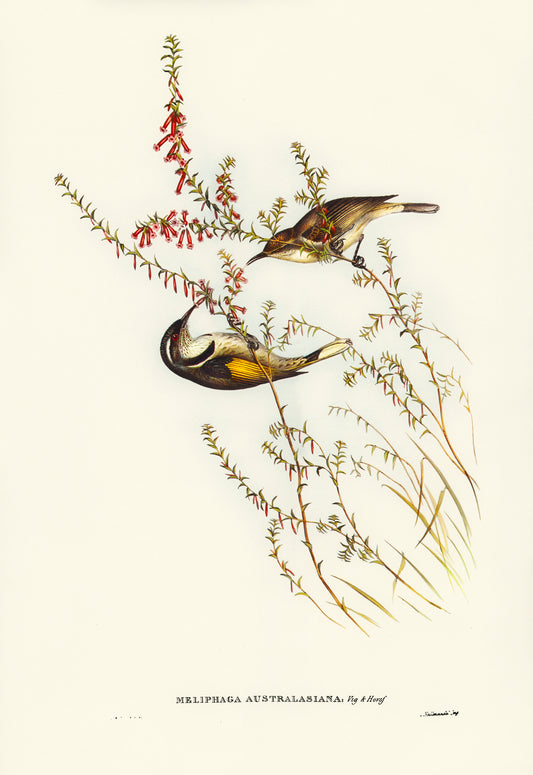 Vintage Botanical Bird Illustration — Tasmanian Honey Eater Print by Elizabeth Gould