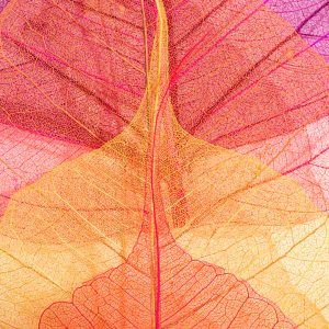 Close-Up Colorful Leaf Abstract Wall Art Print — Nature Inspired Botanical Decor"