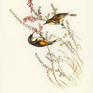 Vintage Botanical Bird Illustration — Tasmanian Honey Eater Print by Elizabeth Gould